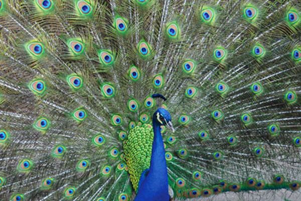 Peafowl In The Park